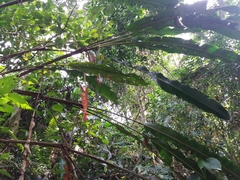 Heliconia vellerigera