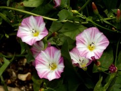 Convolvulus arvensis
