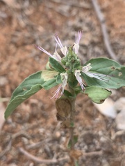 Ocimum filamentosum