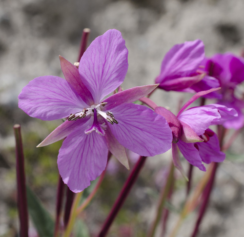 Dwarf Fireweed
