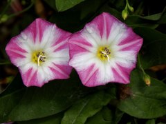 Convolvulus arvensis