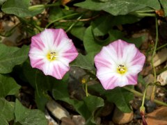 Convolvulus arvensis
