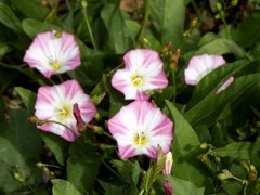 Convolvulus arvensis