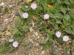 Convolvulus arvensis