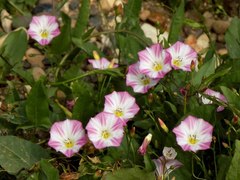 Convolvulus arvensis
