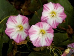 Convolvulus arvensis