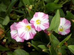Convolvulus arvensis