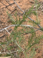 Asparagus exuvialis