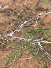 Asparagus exuvialis
