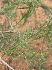 Asparagus exuvialis