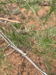 Asparagus exuvialis