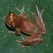 Dendropsophus rossalleni - Photo 
A. P. Lima., sin restricciones conocidas de derechos (dominio público)