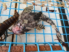 Myoxocephalus octodecemspinosus