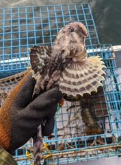 Myoxocephalus octodecemspinosus