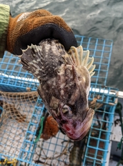 Myoxocephalus octodecemspinosus