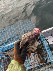 Myoxocephalus octodecemspinosus