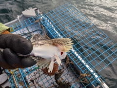 Myoxocephalus octodecemspinosus