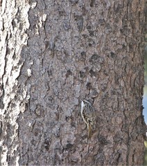 Certhia americana americana