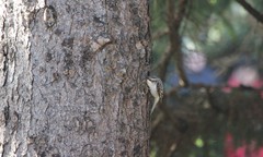 Certhia americana americana