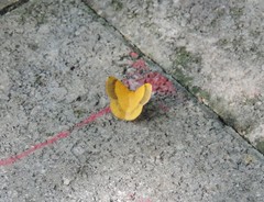 Erastria decrepitaria