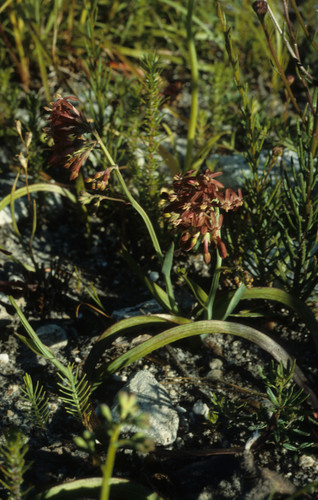 Image of Codonorhiza micrantha by (c) Tom Lloyd Evans, some rights reserved (CC BY-SA)