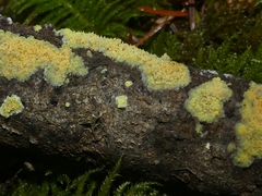 Sarcodontia uda