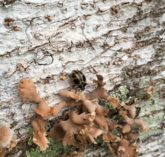 Aegithus quadrinotatus