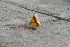 Erastria decrepitaria