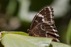 Morpho helenor achillaena