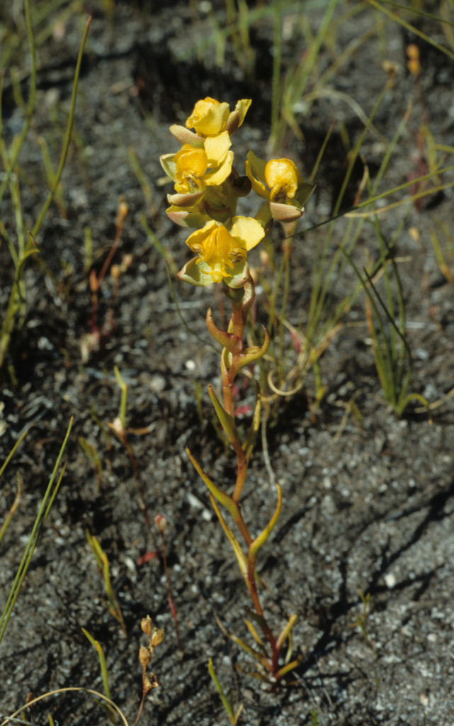 Ceratandra harveyana