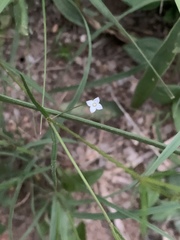 Cordylostigma virgatum