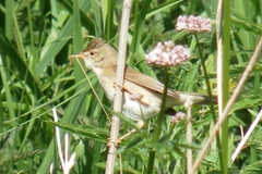 Acrocephalus palustris