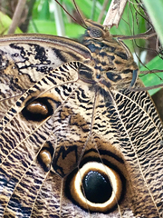 Caligo