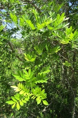 Zanthoxylum fagara