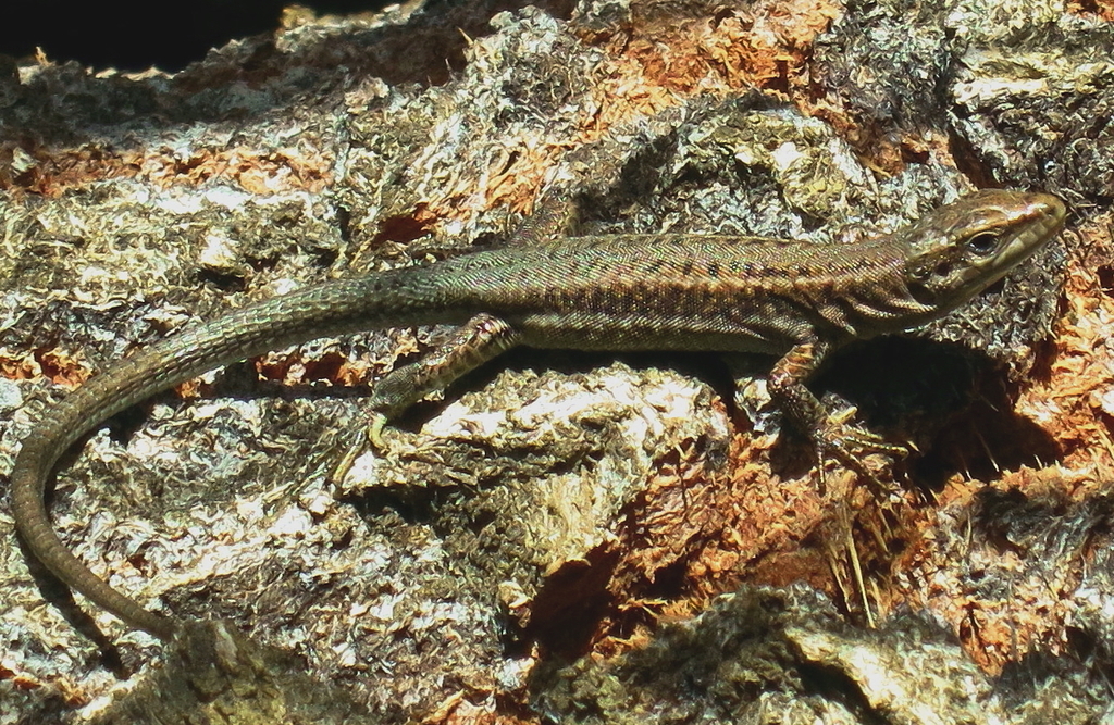 Guadarrama Wall Lizard in October 2012 by emilio2020 · iNaturalist