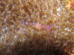 Ancylomenes sarasvati