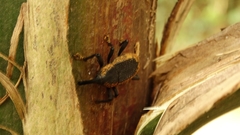 Homalinotus deplanatus
