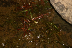 Vallisneria
