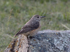 Rufous-Tailed Rock Thrush photo 4