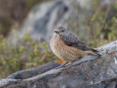 Rufous-Tailed Rock Thrush photo 5