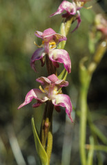 Disperis paludosa