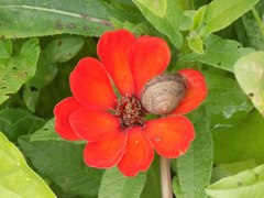 Fruticicola fruticum