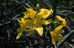 Bobartia longicyma
