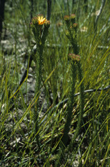 Ursinia quinquepartita