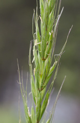 Elymus dahuricus