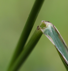 Elymus dahuricus