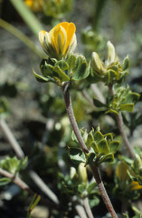 Aspalathus marginata