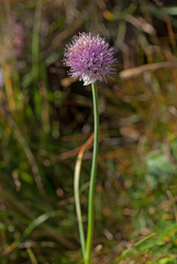Allium pumilum