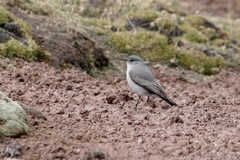 Muscisaxicola cinereus