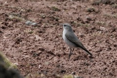 Muscisaxicola cinereus